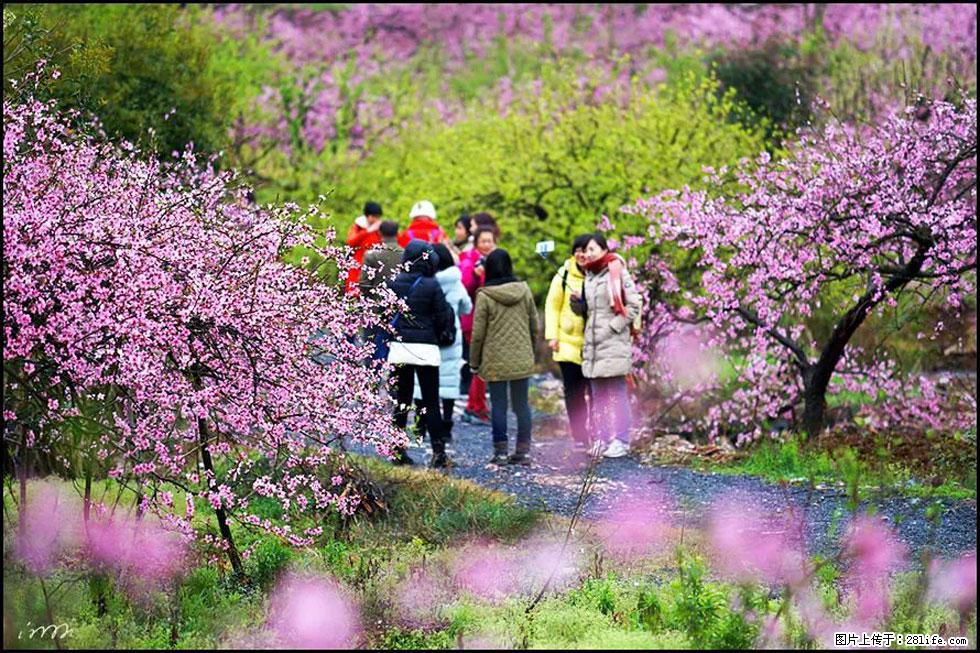 【春天,广西桂林灌阳县向您发出邀请!】官庄村有个醉美的桃花园 - 游山玩水 - 嘉峪关生活社区 - 嘉峪关28生活网 jyg.28life.com