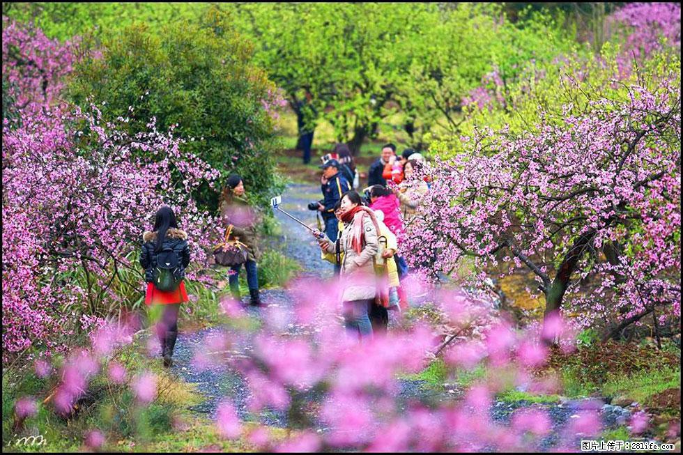 【春天，广西桂林灌阳县向您发出邀请！】官庄村有个醉美的桃花园 - 游山玩水 - 嘉峪关生活社区 - 嘉峪关28生活网 jyg.28life.com