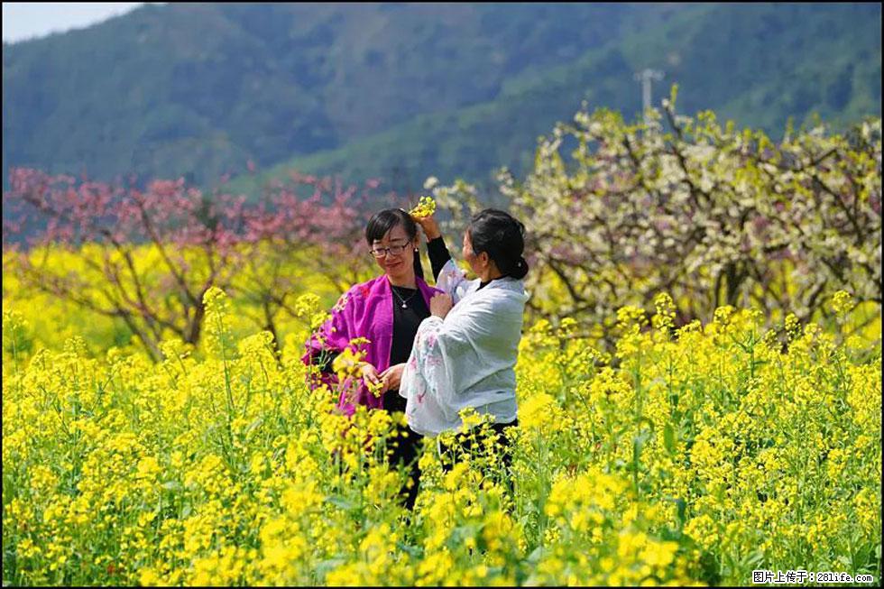 【春天,广西桂林灌阳县向您发出邀请!】长坪村油菜盛情花开 - 游山玩水 - 嘉峪关生活社区 - 嘉峪关28生活网 jyg.28life.com