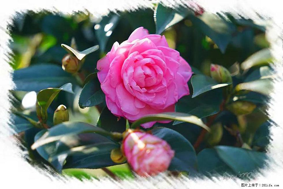 【春天,广西桂林灌阳县向您发出邀请!】杨柳井茶花惹人爱 - 游山玩水 - 嘉峪关生活社区 - 嘉峪关28生活网 jyg.28life.com
