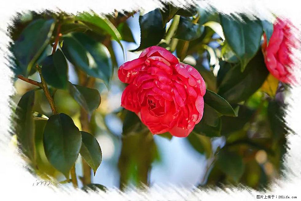 【春天,广西桂林灌阳县向您发出邀请!】杨柳井茶花惹人爱 - 游山玩水 - 嘉峪关生活社区 - 嘉峪关28生活网 jyg.28life.com