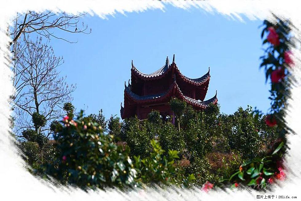 【春天,广西桂林灌阳县向您发出邀请!】杨柳井茶花惹人爱 - 游山玩水 - 嘉峪关生活社区 - 嘉峪关28生活网 jyg.28life.com