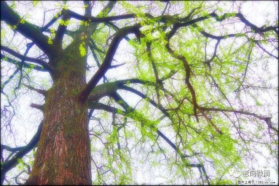 【春天,广西桂林灌阳县向您发出邀请!】在小龙村与春天约会 - 游山玩水 - 嘉峪关生活社区 - 嘉峪关28生活网 jyg.28life.com