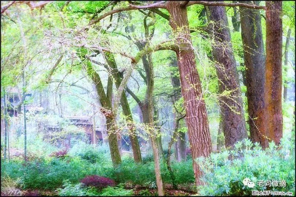 【春天,广西桂林灌阳县向您发出邀请!】在小龙村与春天约会 - 游山玩水 - 嘉峪关生活社区 - 嘉峪关28生活网 jyg.28life.com