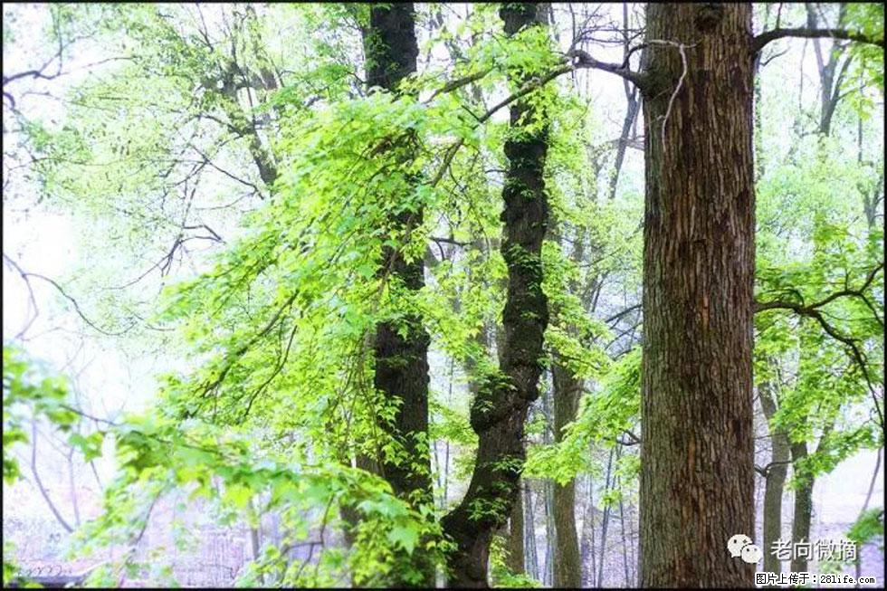 【春天,广西桂林灌阳县向您发出邀请!】在小龙村与春天约会 - 游山玩水 - 嘉峪关生活社区 - 嘉峪关28生活网 jyg.28life.com