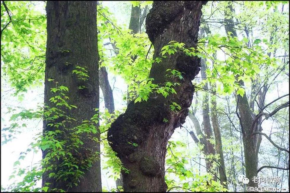 【春天,广西桂林灌阳县向您发出邀请!】在小龙村与春天约会 - 游山玩水 - 嘉峪关生活社区 - 嘉峪关28生活网 jyg.28life.com