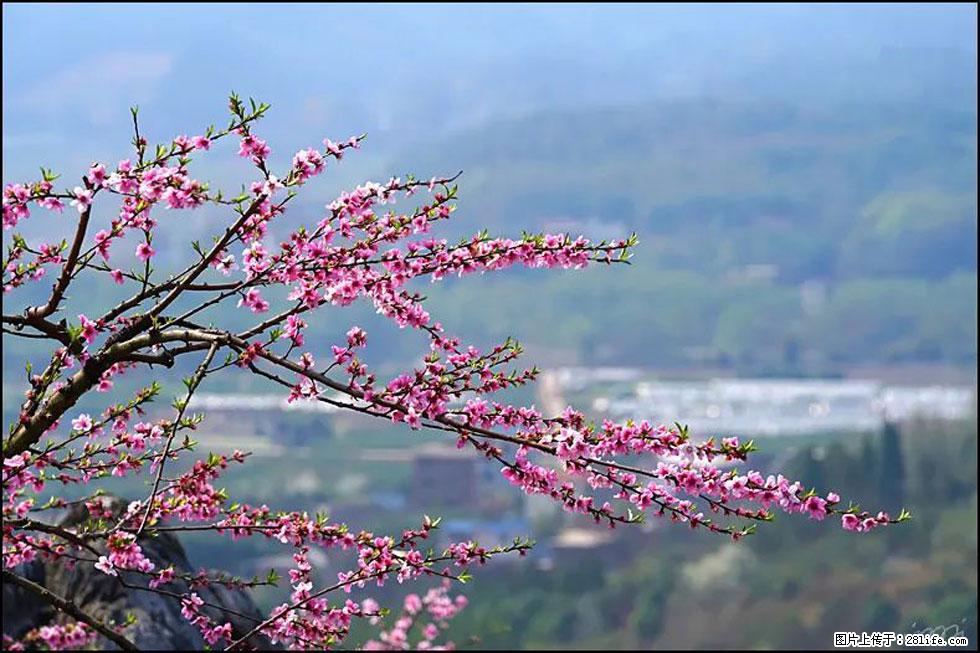 【春天，广西桂林灌阳县向您发出邀请！】望月岭上桃花开 - 游山玩水 - 嘉峪关生活社区 - 嘉峪关28生活网 jyg.28life.com