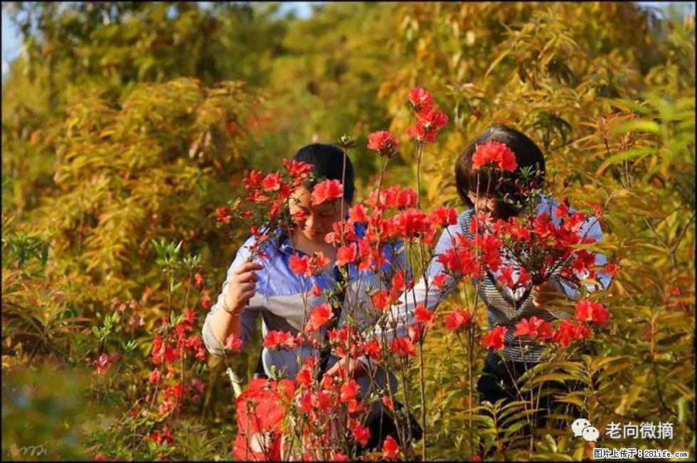 【春天,广西桂林灌阳县向您发出邀请!】登麒麟山,相约映山红 - 游山玩水 - 嘉峪关生活社区 - 嘉峪关28生活网 jyg.28life.com