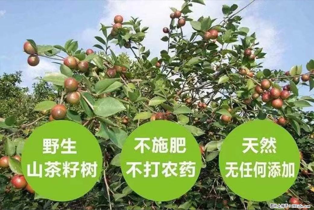 【灌阳县油茶产业示范区】一个有着充实的精神生活的人,对待身外之物自会有一种淡泊的态度 - 美食天地 - 嘉峪关生活社区 - 嘉峪关28生活网 jyg.28life.com