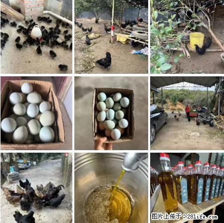 油茶园从小鸡仔开始养起的纯土鸡、土鸡蛋可以预定啦!还有前几天刚榨的纯山茶油哦 - 美食天地 - 嘉峪关生活社区 - 嘉峪关28生活网 jyg.28life.com