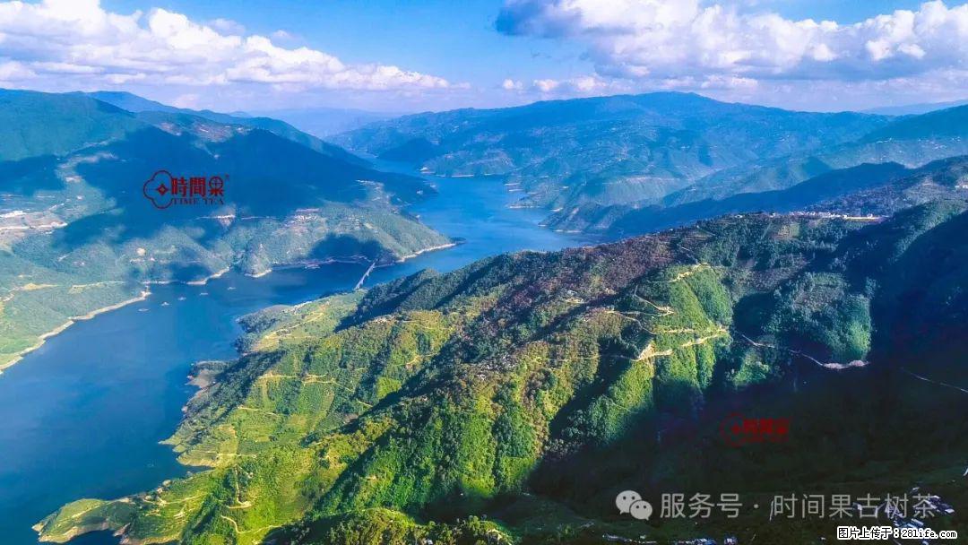 时间果百年古树龙珠普洱生茶 - 购物交流 - 嘉峪关生活社区 - 嘉峪关28生活网 jyg.28life.com