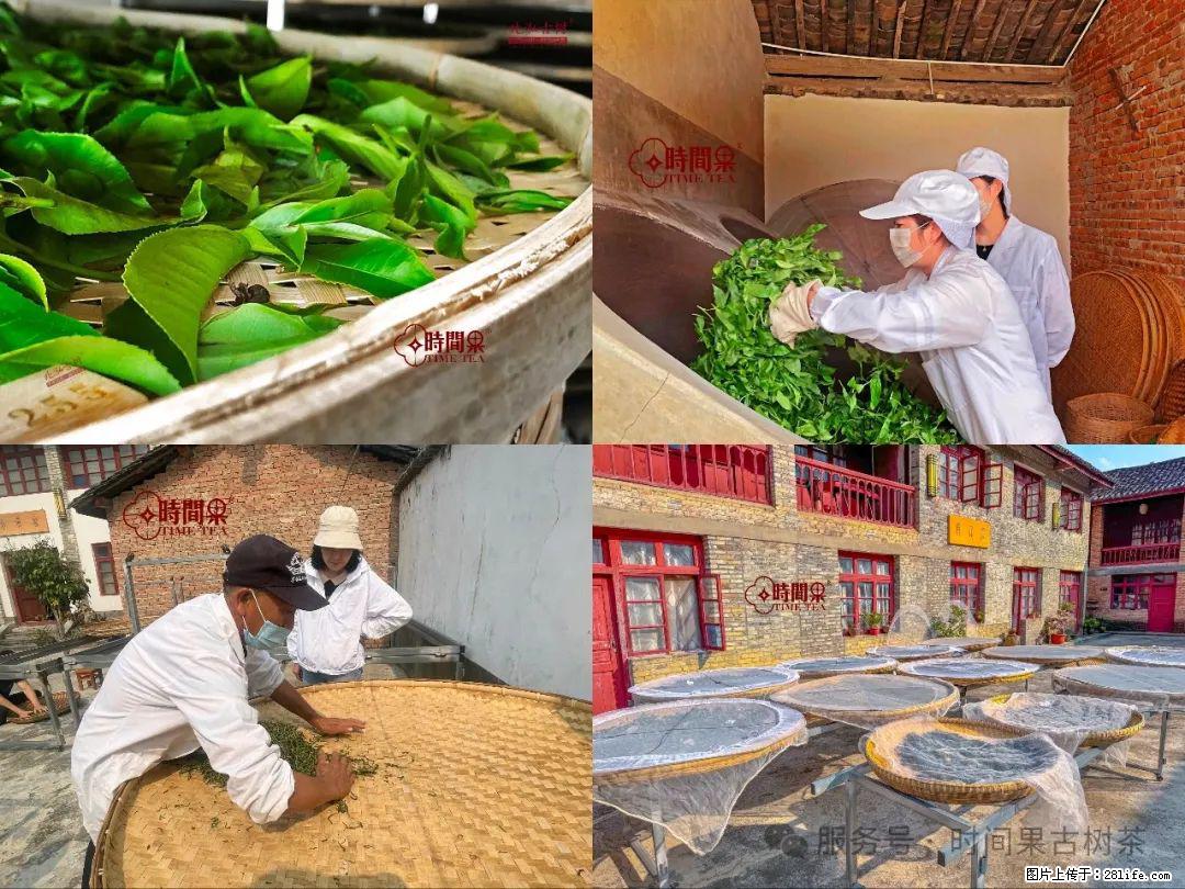 时间果百年古树龙珠普洱生茶 - 购物交流 - 嘉峪关生活社区 - 嘉峪关28生活网 jyg.28life.com