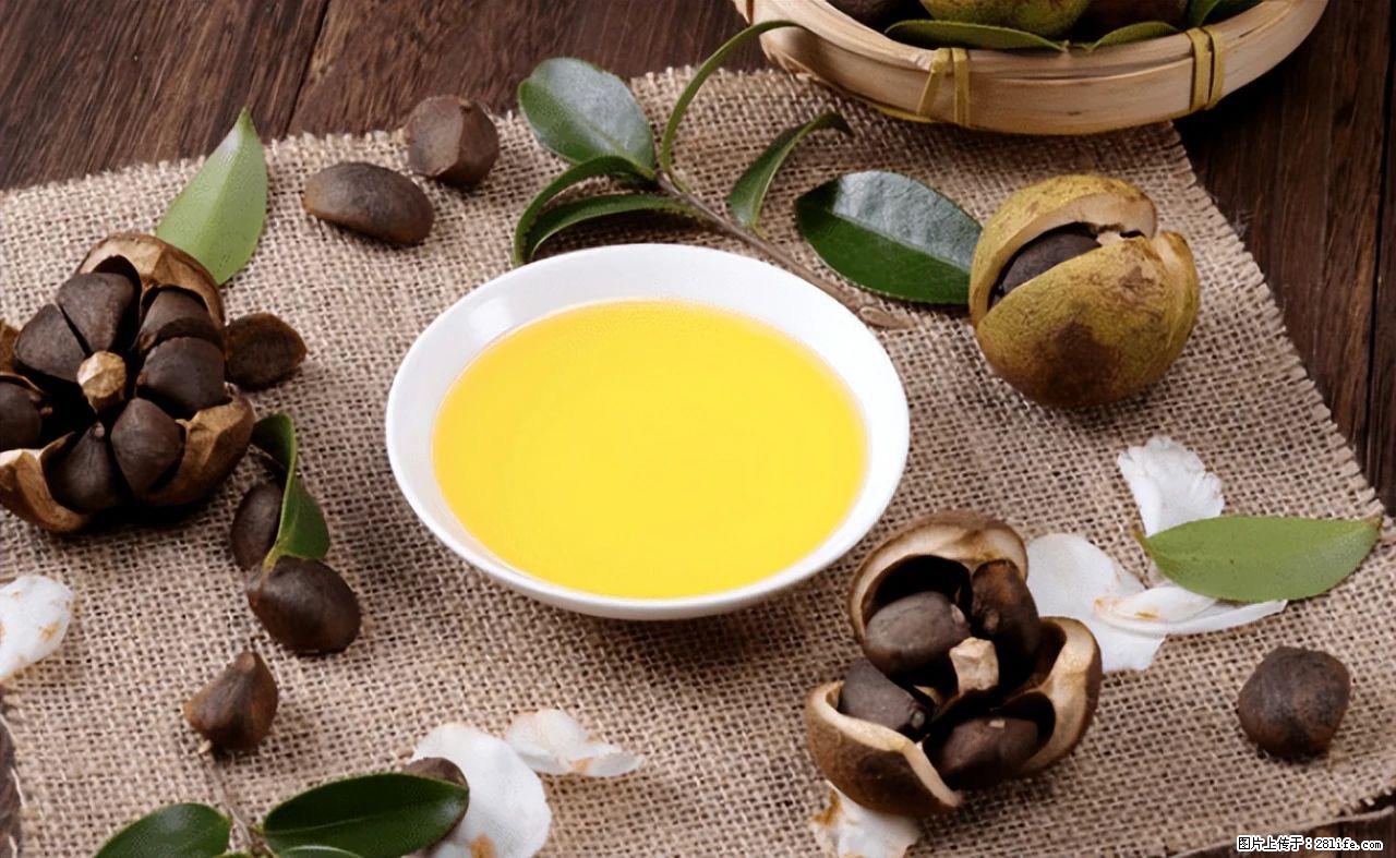 揭秘茶油的5大核心营养成分！被称为人体健康的“守护盾”！ - 嘉峪关生活资讯 - 嘉峪关28生活网 jyg.28life.com