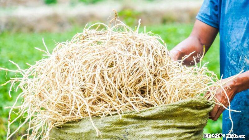 堪称“最难吃”的蔬菜,却是 “抗辐射神器”,还能护肺、清热、止咳化痰! - 嘉峪关生活资讯 - 嘉峪关28生活网 jyg.28life.com