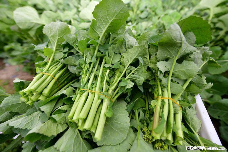 这些蔬菜是“天然钙片”，这6种被医生重点推荐 - 嘉峪关生活资讯 - 嘉峪关28生活网 jyg.28life.com